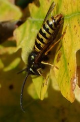 Dolichovespula saxonica