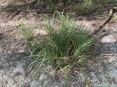 Carex joorii