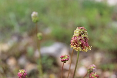 Sanguisorba minor muricata