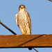 Prairie Falcon - Photo (c) BJ Stacey, some rights reserved (CC BY-NC)
