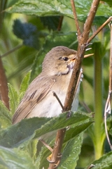 Acrocephalus palustris