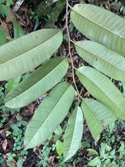 Chrysophyllum argenteum