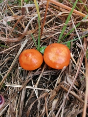 Hygrocybe coccinea