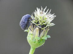 Pachycorinae