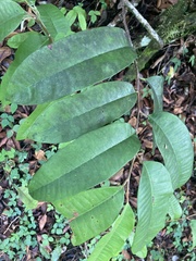 Chrysophyllum argenteum