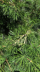 Sciadopitys verticillata