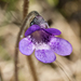 Common Butterwort - Photo (c) AJC1, some rights reserved (CC BY-SA)