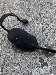Ascophyllum nodosum