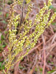 Artemisia campestris