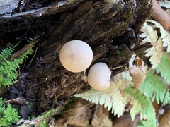 Apioperdon pyriforme