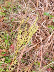 Artemisia campestris