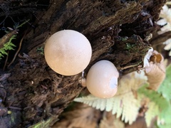 Apioperdon pyriforme