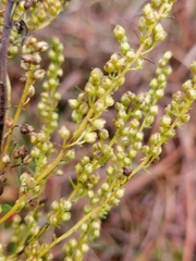Artemisia campestris