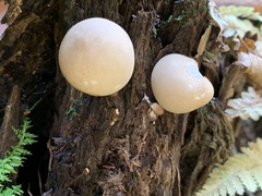 Apioperdon pyriforme