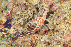Serranus cabrilla