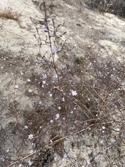 Stephanomeria exigua