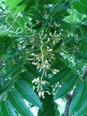 Cedrela fissilis