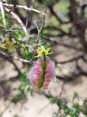 Adesmia miraflorensis