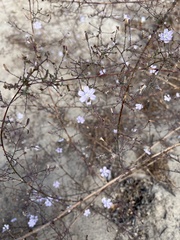 Stephanomeria exigua