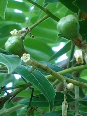 Cedrela fissilis