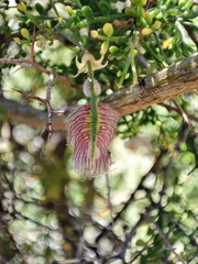 Adesmia miraflorensis