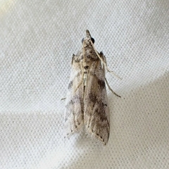 Amyelois transitella