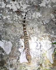 Cyrtodactylus