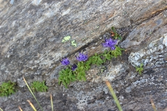 Phyteuma globulariifolium