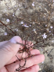 Stephanomeria exigua