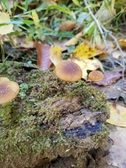 Galerina patagonica