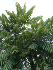 Cedrela fissilis
