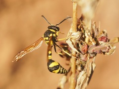 Eumenes mediterraneus