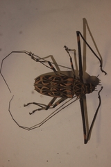 Acrocinus longimanus