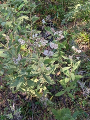 Eupatorium semiserratum