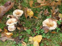 Lactarius controversus