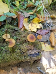 Galerina patagonica
