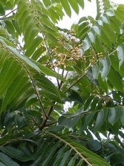 Cedrela fissilis