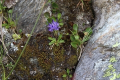 Phyteuma globulariifolium