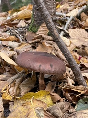 Hypholoma lateritium