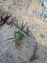 Thyrsanthella difformis