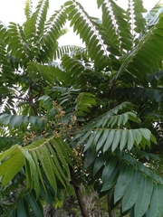 Cedrela fissilis