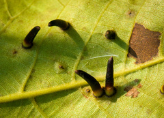 Caryomyia subulata