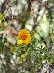 Adesmia miraflorensis