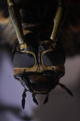 Acrocinus longimanus