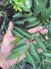 Vallesia glabra