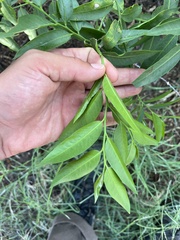 Vallesia glabra