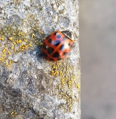Harmonia axyridis