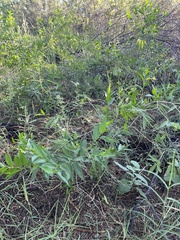 Vallesia glabra