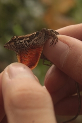 Anolis tropidonotus
