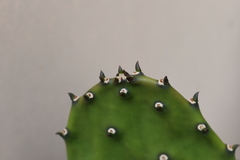 Opuntia cochenillifera